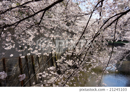 神田河的櫻花 21245103