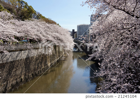 神田河的櫻花 21245104