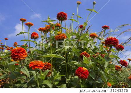 Blooming Dahlia in summer 21245276