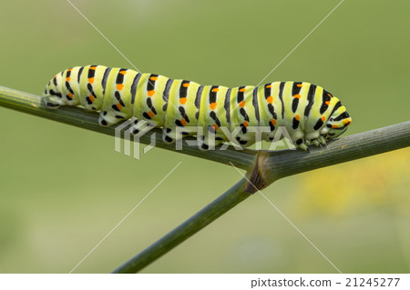 Caterpillar of the swallowtail, Papilio machaon 21245277