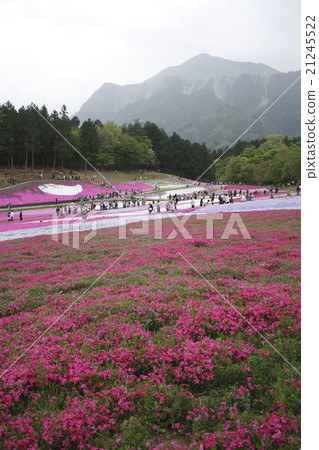 位於里山山公園和山的Shiba-zakura。 21245522