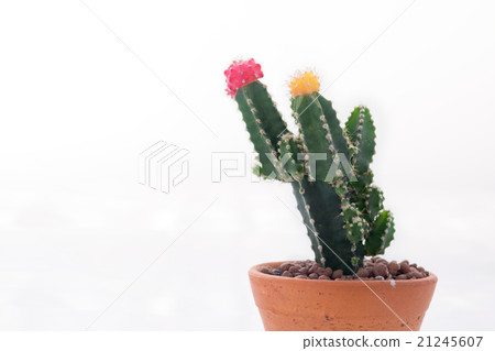 Pink and yellow cactus flower isolated background Pink and yellow cactus flower isolated background 21245607