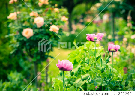 Pink poppy in a summer garden on sunny day 21245744