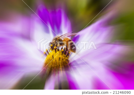 聚焦在一隻停在花朵上採蜜的蜜蜂上 21246090