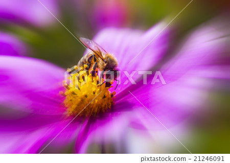 聚焦在一隻停在花朵上採蜜的蜜蜂上 21246091