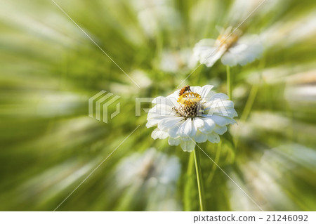 Focus on a bee that stops on the flower and collects honey 21246092