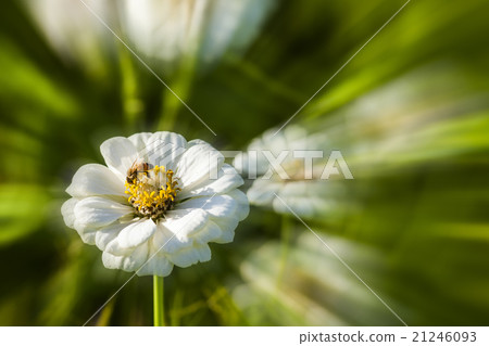 聚焦在一隻停在花朵上採蜜的蜜蜂上 21246093