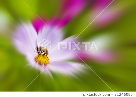 Focus on a bee that stops on the flower and collects honey 21246095