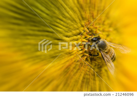 Focus on a bee that stops on the flower and collects honey 21246096