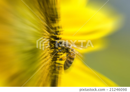 聚焦在一隻停在花朵上採蜜的蜜蜂上 21246098