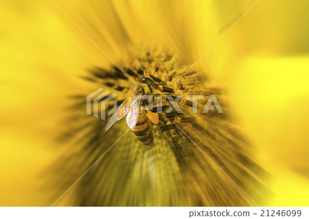 聚焦在一隻停在花朵上採蜜的蜜蜂上 21246099