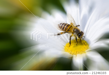 Focus on a bee that stops on the flower and collects honey 21246103