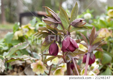 紅色聖誕玫瑰 21246147