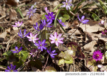 Affiliation 21246168