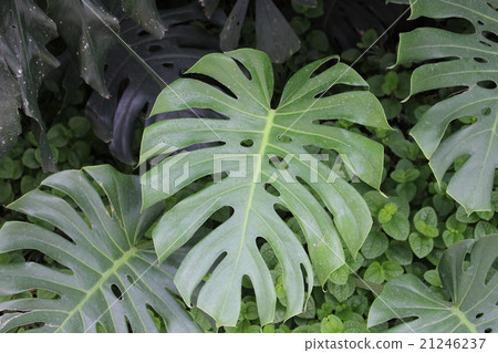 图库照片: 峡谷 山谷 鹤