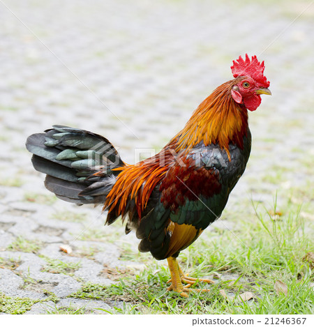 Rooster Rooster 21246367