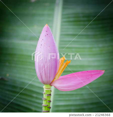 Asian Pink Lotus Flowers 21246368
