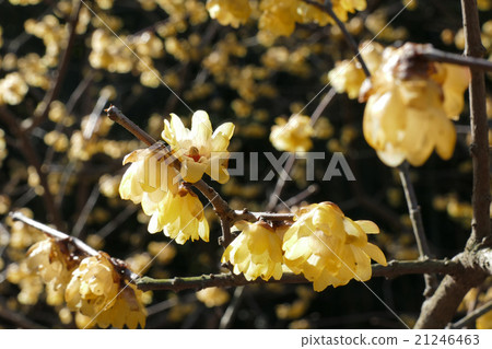 Rhubai flower up February 21246463