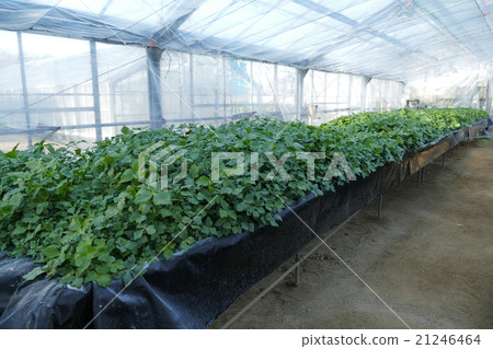 水煮栽培的Mitsuba 水煮栽培的Mitsuba 21246464