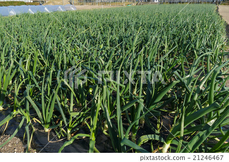 Onion field Onion field 21246467