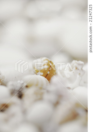 Close up of seashells on a blurred background Close up of seashells on a blurred background 21247325