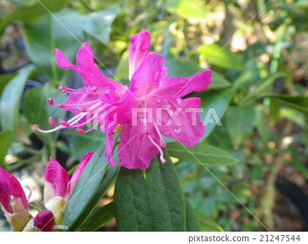 Yoshino Azalea Yoshino Azalea 21247544