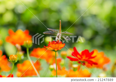Dragonfly wings Dragonfly wings 21247889
