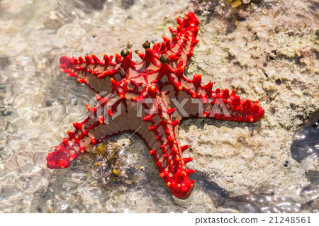 Red starfish on the rock 21248561