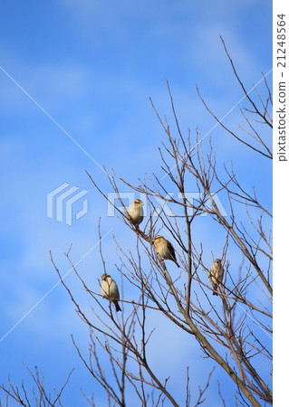 Spotted sparrows Sparrows sparrows 21248564
