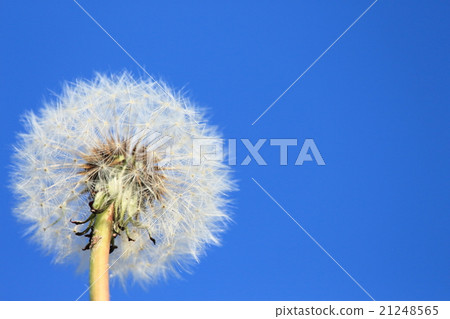 Dandelion fluff 21248565