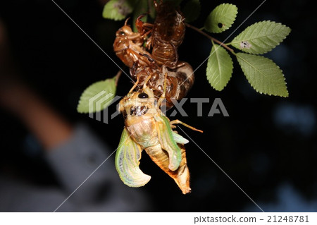 Cicadas emerging Cicadas emerging 21248781