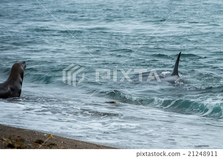 Orca attack a seal on the beach Orca attack a seal on the beach 21248911