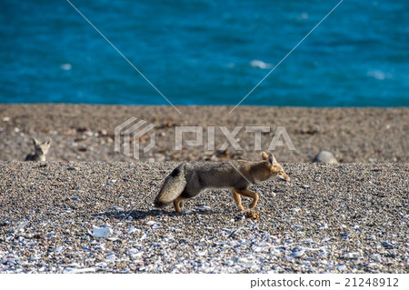grey fox eating a penguin on the beach 21248912