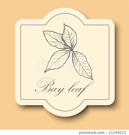 Hand drawn raw bay leafs sketch.  21249213