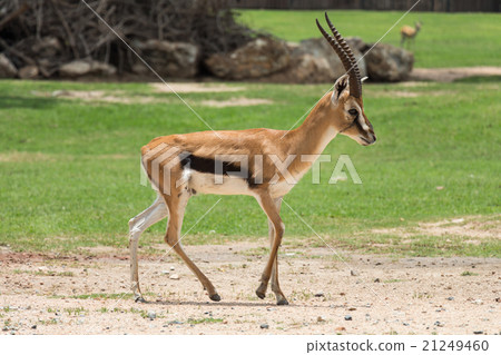 thomson gazelle walking on the field 21249460