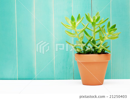 Green Plant on a Teal Colored Wall Background 21250403