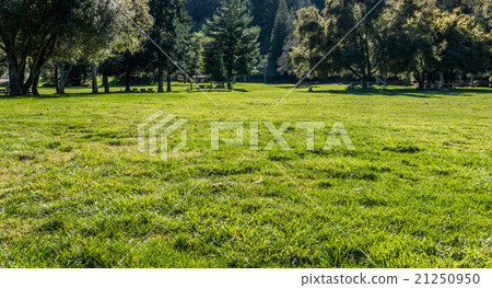 Meadow in the park 21250950