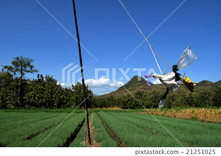 Paddy field Paddy field 21251025