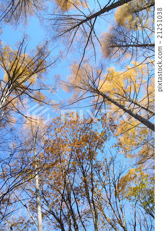 Autumn trail 21251038