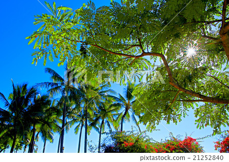 Green of Hawaii 21252840