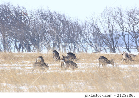 在Noshi半島的Ezoshika 在Noshi半島的Ezoshika 21252863