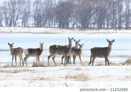 Ezoshika on the Noshi peninsula 21252866