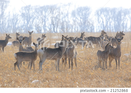 在Noshi半島的Ezoshika 21252868