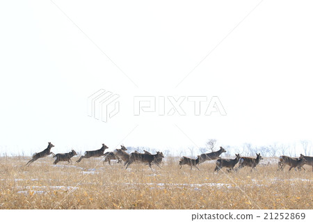 在Noshi半島的Ezoshika 在Noshi半島的Ezoshika 21252869