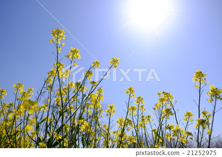 強姦開花 強姦開花 21252975