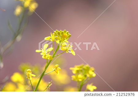 強姦開花 強姦開花 21252976