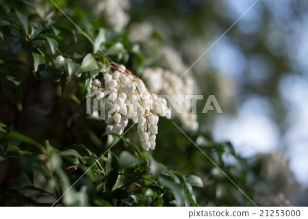 White flower buds (Asebi) with flower ball and blur 21253000