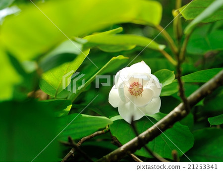 Ooyama brick 21253341