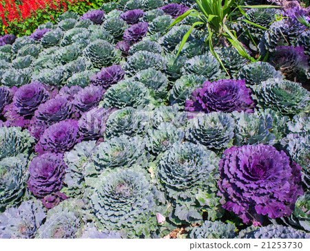 Close-up image of decorative fall kale cabbage Close-up image of decorative fall kale cabbage 21253730