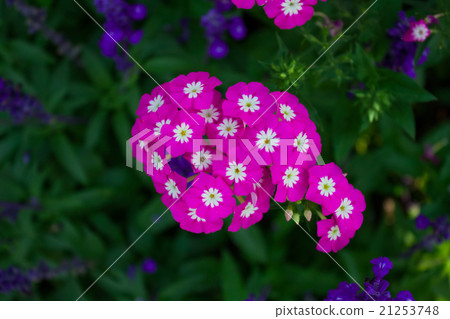 Carnation in the garden (Dianthus barbatus) 21253748